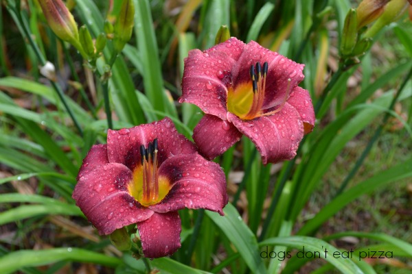 daylilies in front yard - after the rains - Dogs Don't Eat Pizza