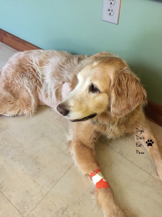 Hank Dog recovering - Dogs Don't Eat Pizza
