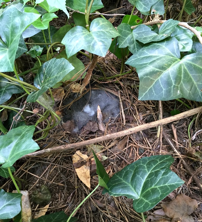 baby bunnies in yard - Dogs Don't Eat Pizza