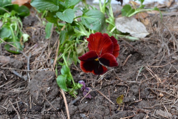 pansy to add fall color - Dogs Don't Eat Pizza