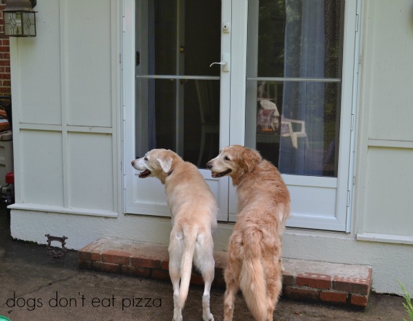 and it's time to go in - after the rains - Dogs Don't Eat Pizza