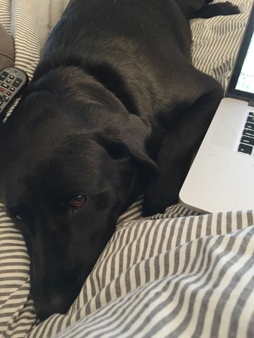 Grateful for Elvis Parsley who cracks me up each day - thediybungalow.com