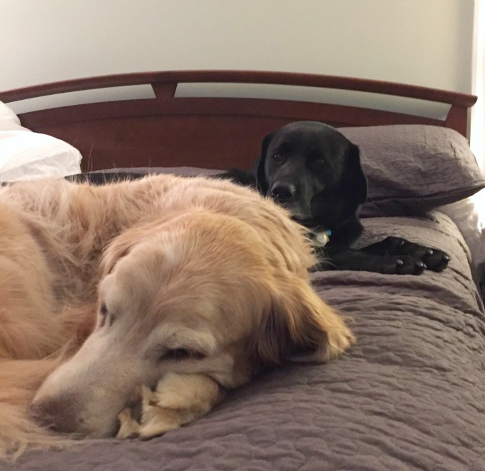 What Home Means - thediybungalow.com