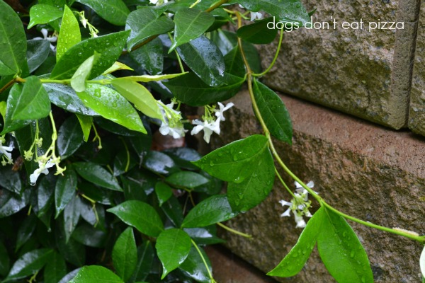 jasmine - after the rains - Dogs Don't Eat Pizza