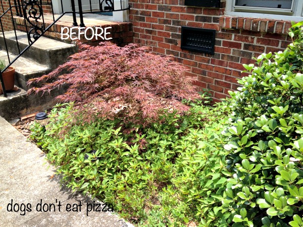 before-Japanese-maple-with-weeds - tips for creating beautiful garden beds - Dogs Don't Eat Pizza