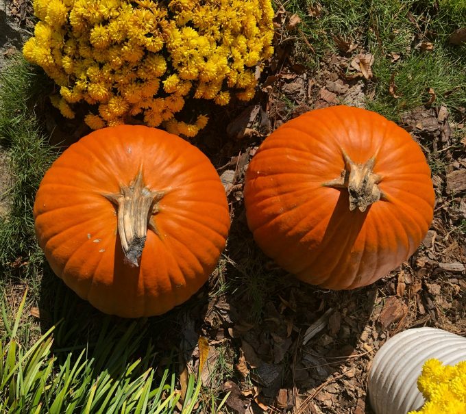 Friday Five of Gratitude (Days&nbsp;13-17)