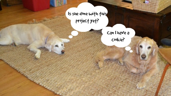 dogs - move-around - Dogs Don't Eat Pizza