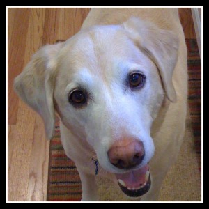 Bear, the dog who doesn't eat pizza. 