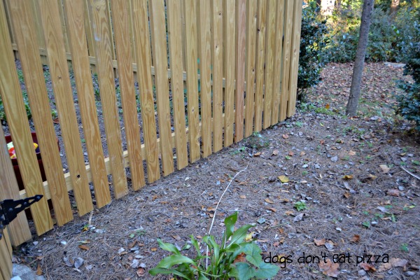blank fence in need of plants and color - Dogs Don't Eat Pizza