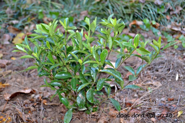 Jubilation Gardenia - Dogs Don't Eat Pizza