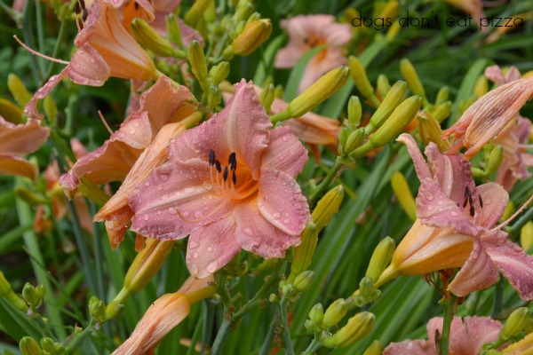 daylilies - after the rains - Dogs Don't Eat Pizza
