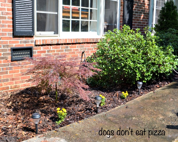 Japanese maple and marigolds - tips for creating beautiful garden beds - Dogs Don't Eat Pizza