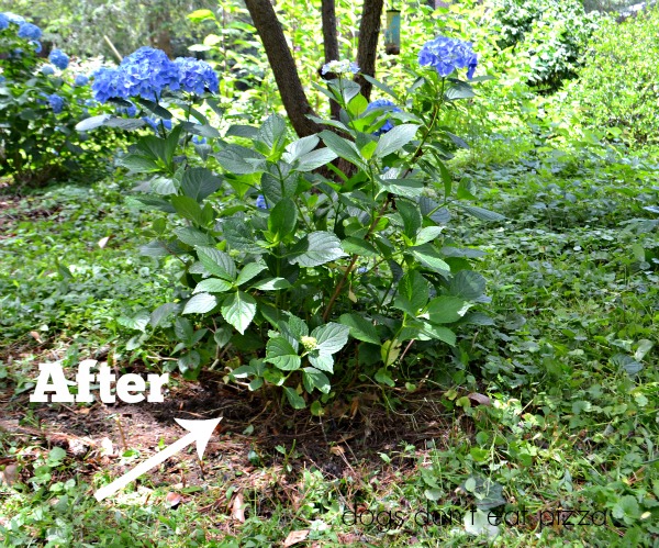 WORX-trimmer-after - review - Dogs Don't Eat Pizza