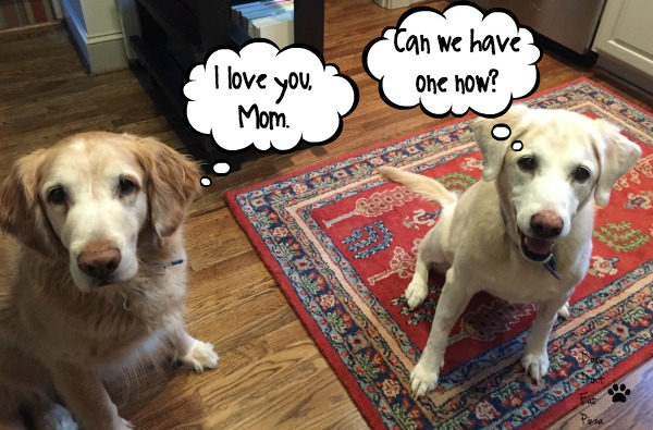 dogs patiently waiting for a treat - Dogs Don't Eat Pizza