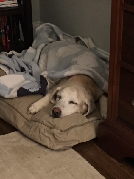 Bear and a&nbsp;Realization