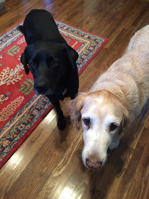 Meet Elvis Parsley Dog Cooper - thediybungalow.com