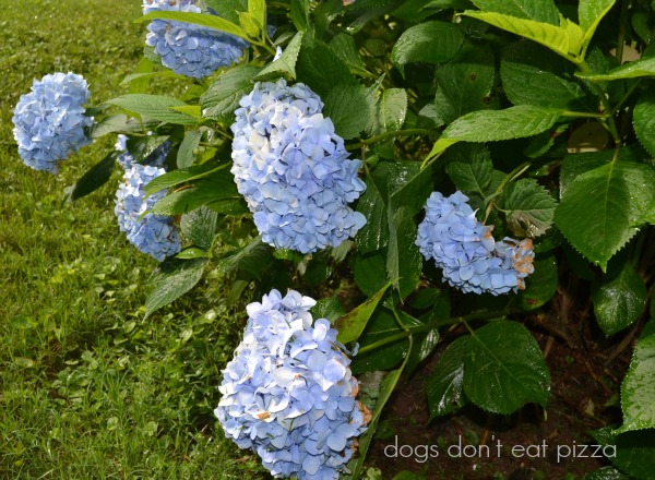 hydrangea - after the rains - Dogs Don't Eat Pizza