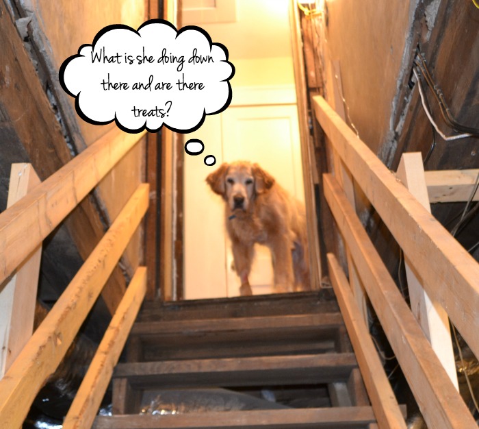 Hank waiting patiently as I organize the unfinished basement - thediybungalow.com