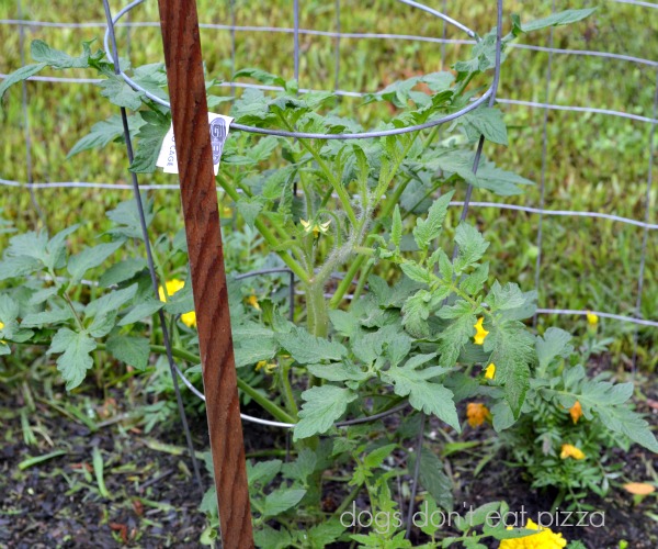 tomato blooms - after the rains - Dogs Don't Eat Pizza
