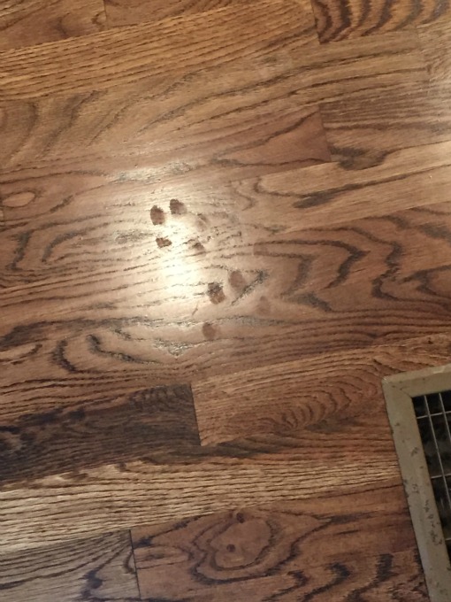 paw prints in wet poly - family room - thediybungalow.com