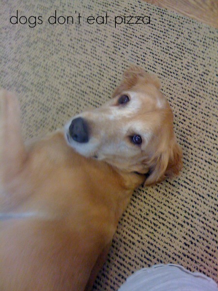 Our Other Rescue Dog: Hank Dog&nbsp;Cooper