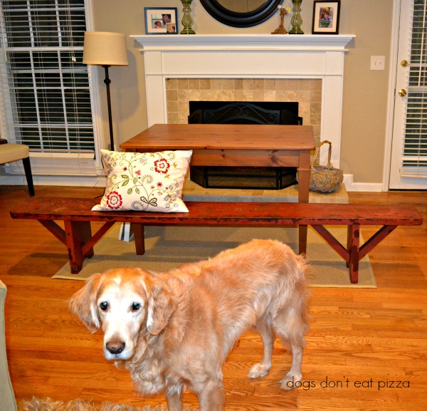 Hank and the bench - Dogs Don't Eat Pizza