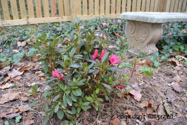 Autumn Sundance Encore Azalea - Dogs Don't Eat Pizza