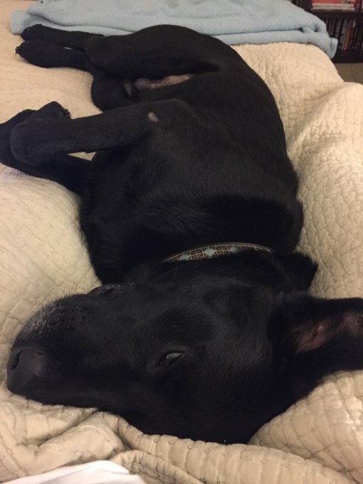 Elvis making himself at home - thediybungalow.com