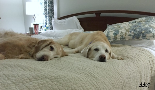 This is actually what I feel like when I get up early - favorite back to school tips - Dogs Don't Eat Pizza