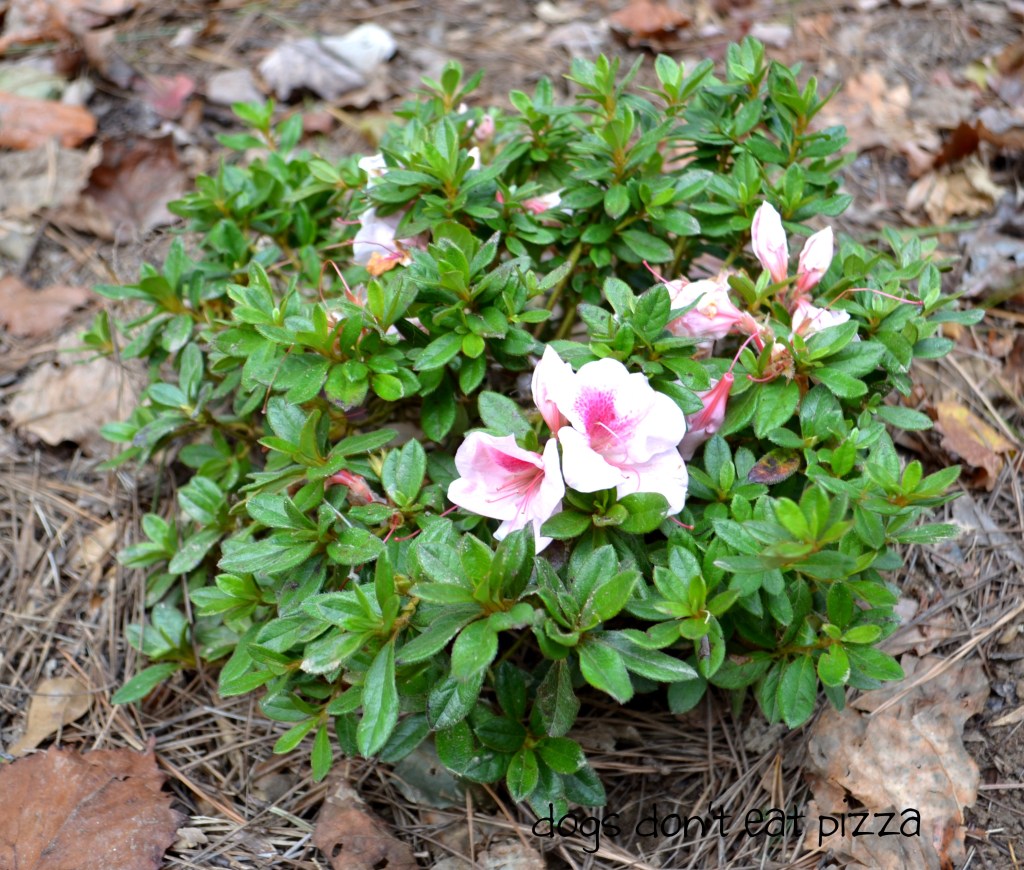 Autumn Chiffon Encore Azalea - Dogs Don't Eat Pizza