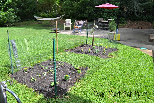 Planning Our Vegetable Garden: Step&nbsp;One