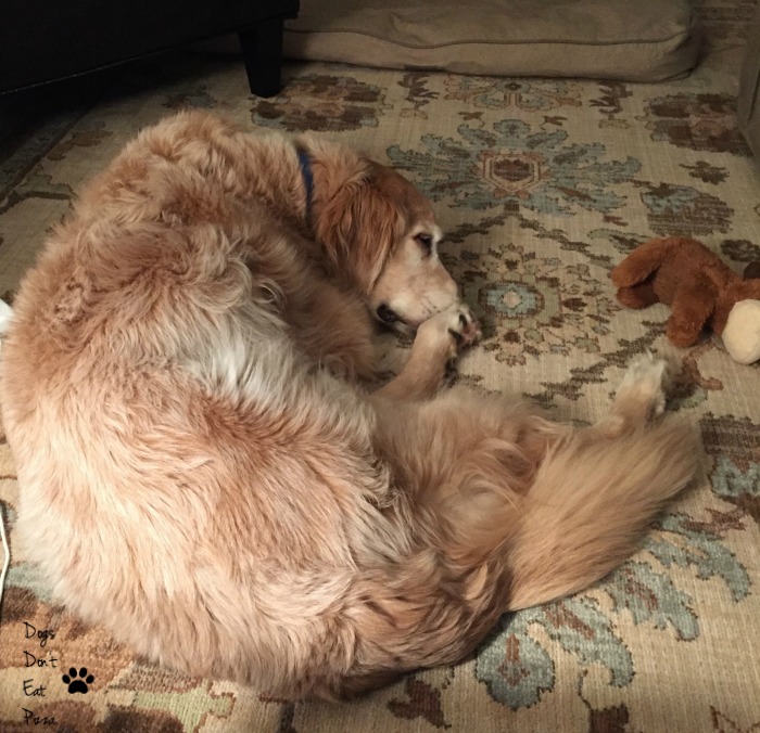 Hank Dog sleeps at home - Dogs Don't Eat Pizza