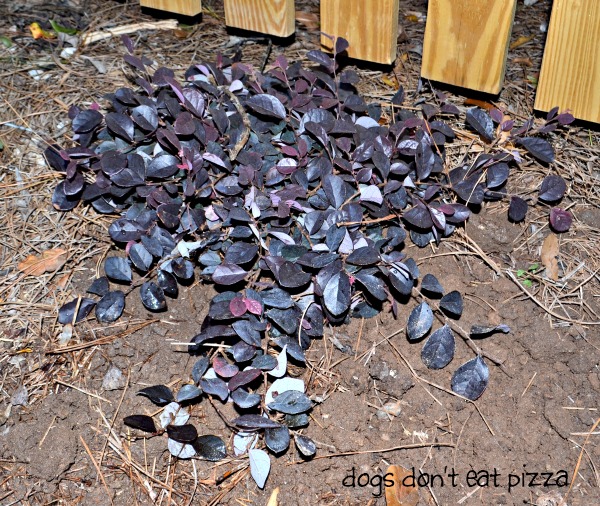 Purple Pixie Weeping Loropetalum - Dogs Don't Eat Pizza