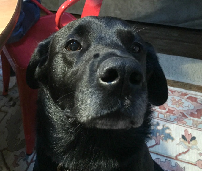 What do you mean dogs don't eat pizza - Elvis Parsley - thediybungalow.com