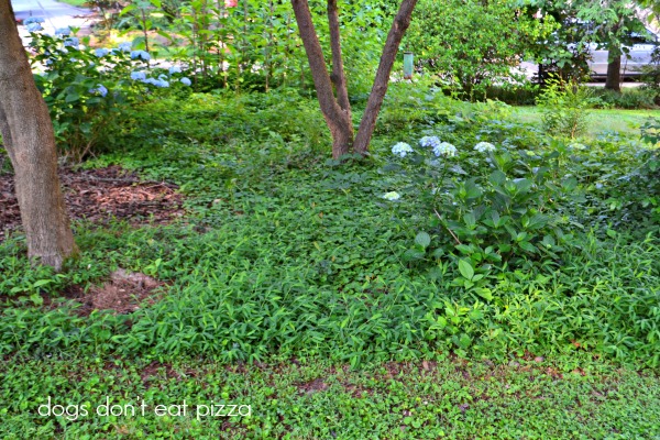 yard-before - WORX-review - Dogs Don't Eat Pizza