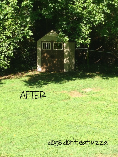 shed-in-new-place-in-yard - Dogs-Don't-Eat-Pizza