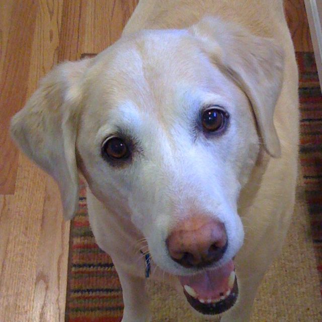 A Leg Up for&nbsp;Bear