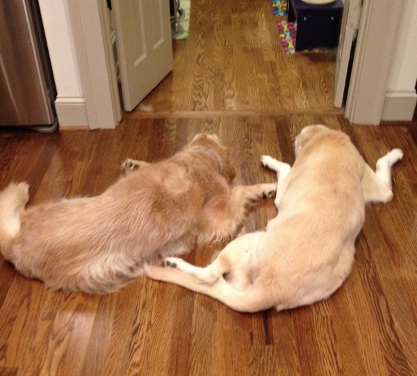 Thirty Days of Gratitude, Days 14 & 15: The&nbsp;Pups