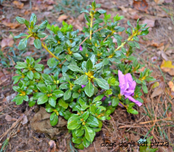 Autumn Lilac Encore Azalea - Dogs Don't Eat Pizza