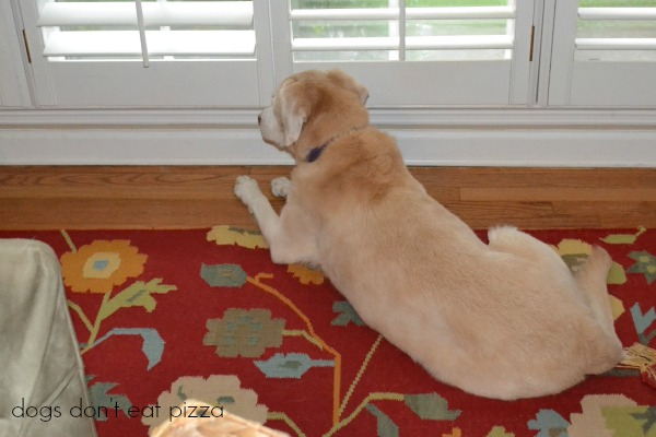 Happy Bear - Dogs Don't Eat Pizza