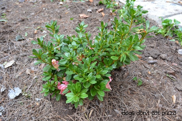 Autumn Debutante Encore Azalea planted by fence - Dogs Don't Eat Pizza