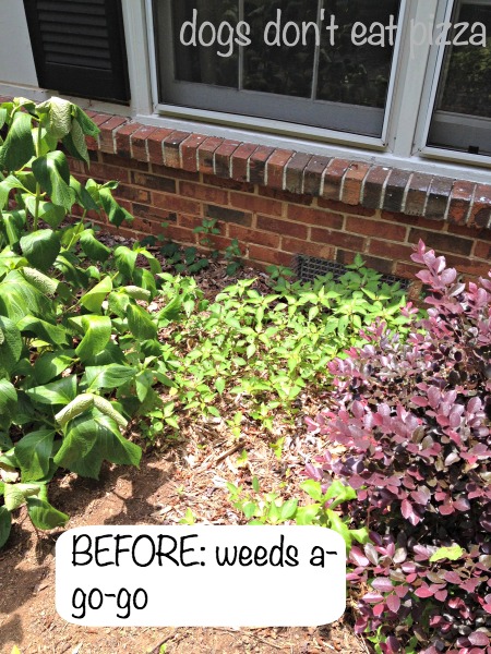 before-garden-bed-weeds - tips for creating beautiful garden beds - Dogs Don't Eat Pizza