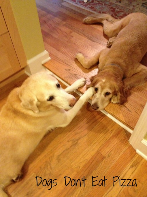 furry babies - Dogs Don't Eat Pizza