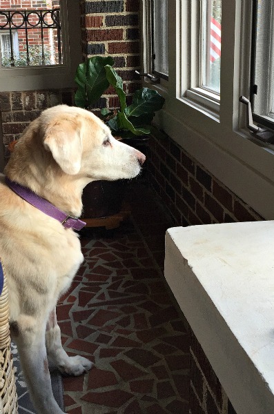 Bear back on duty - Dogs Don't Eat Pizza