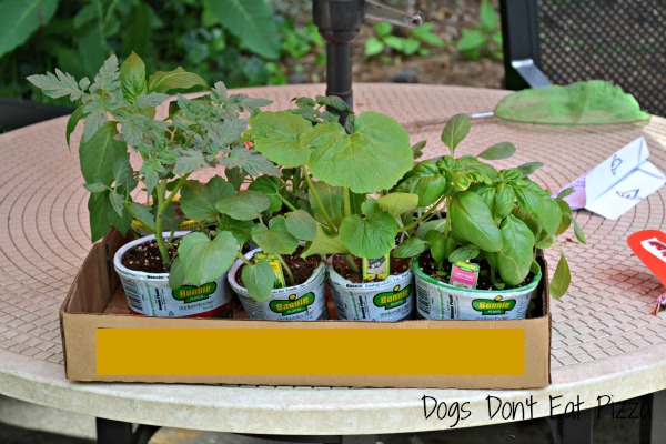 Planning the garden - different plants - thediybungalow.com