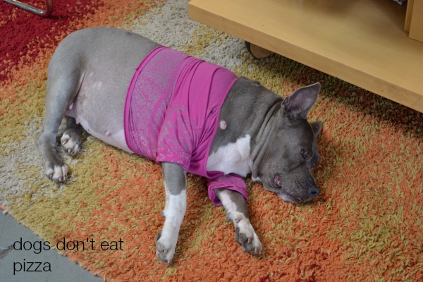 welcoming-committee - Dogs Don't Eat Pizza