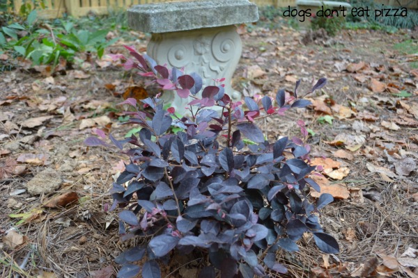 Purple Diamond Compact Loropetalum - Dogs Don't Eat Pizza