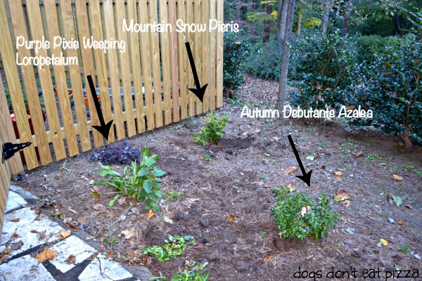 plants give color next to fence - Dogs Don't Eat Pizza