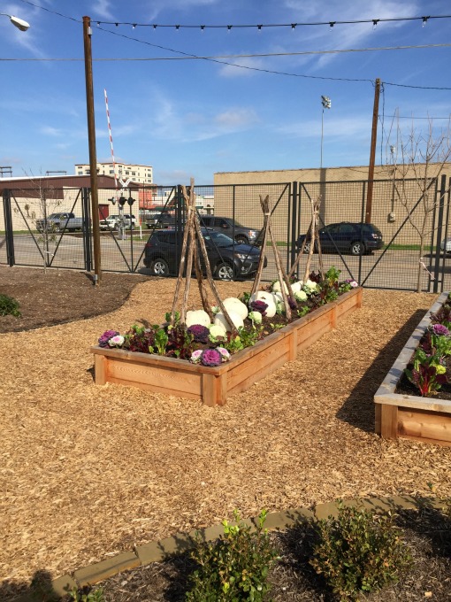 Pumpkins and cabbage in the garden - our trip to Magnolia Market - thediybungalow.com