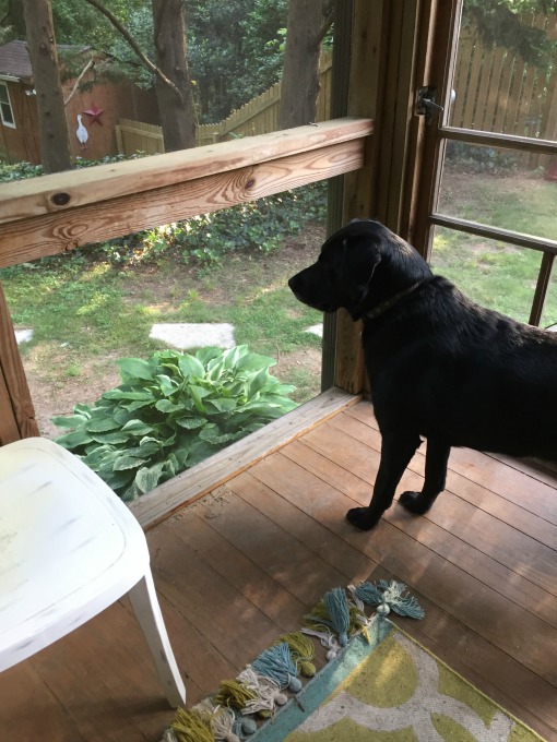 How to fix a screened porch when for example a dog runs through it - thediybungalow.com